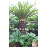 福建鐵樹基地 蘇鐵價格