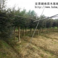 冠幅嫁接紅楓-湖南紅楓-瀏陽紅楓特價銷售