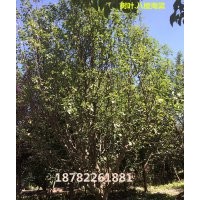 成都供應八棱海棠12-25公分