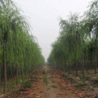 河北凱達苗木低價供應河北垂柳 河北速生柳 河北香花槐 河北金葉