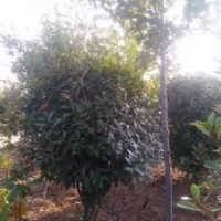出售球型紅葉石楠、單桿石楠、優質櫻桃樹等苗木