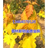普林斯頓黃金楓、普林斯頓黃金楓小苗、普林斯頓黃金楓接穗