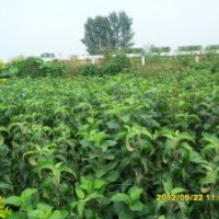 出售各種綠化苗、花灌木