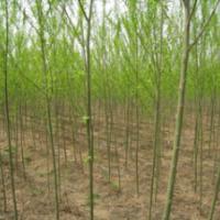 苗圃今年米徑５公分垂柳價格，７公分垂柳價格，垂柳價格