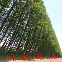 鹽城水杉樹(shù) 鹽城水杉樹(shù)基地