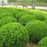 常綠園林苗木小葉黃楊球 瓜子黃楊球綠籬色塊專用苗量大批發