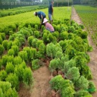 色塊球類植物-灑金柏球.灑金柏小苗劍麻、紅葉女貞、水臘、薔薇