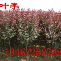 ★紫葉李哪有，1-10公分紫葉李，紫葉李價格，山西紫葉李