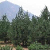 3米5白皮松報(bào)價(jià)