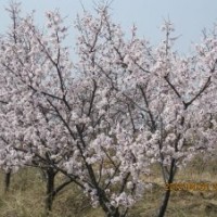 常年供應櫻桃，櫻花，海棠等