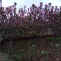 成都蜀誠園林供應四川高桿櫻花，成都高桿櫻花，四川紅葉櫻花