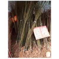 低價供應2—8公分國槐