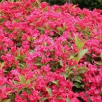 對外銷售紅王子錦帶、金葉女貞、紅葉小檗、月季