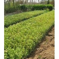 大量供應小苗：紅葉小檗小苗、瓜子黃楊小苗