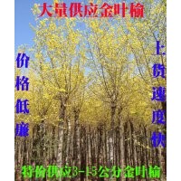 大量供應低價3-15金葉榆，5公分30元