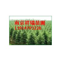 供應報價 雪松價格 廣玉蘭價格 紅葉石楠價格