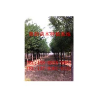 哪里有國槐樹，國槐樹那里多，山東國槐樹便宜嗎