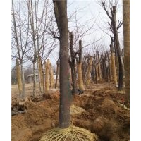 30皂角樹哪里有，30皂角樹多少錢一棵