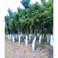 供應湖南24公分叢生香泡樹，26cm移植香泡樹，價格實惠