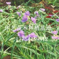 河北苗木種植場(chǎng)/河北苗木種植場(chǎng)批發(fā)