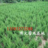 蜀檜價格報價/江蘇產地蜀檜批發價格報價