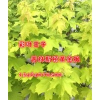 農戶自家賣普林斯頓黃金楓，普林斯頓黃金楓小苗