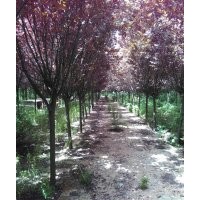 8-9公分紅葉李10公分櫻花處理。