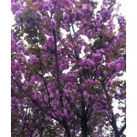四川高桿櫻花，四川蜀誠園林提供