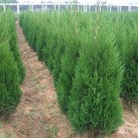 供應河南檜，蜀檜，龍柏，潢川花木基地