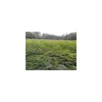 合歡供應(yīng)//合歡價格