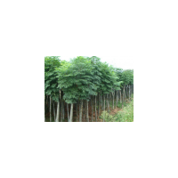 黃山欒樹形態特征