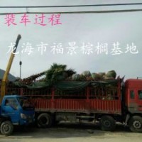 福建華盛頓棕櫚基地 老人葵價格