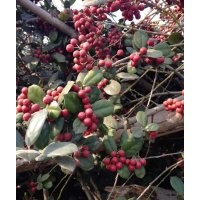 大葉紅花老紫薇，枸骨球，國(guó)槐，茶花，羅漢松，紅豆杉