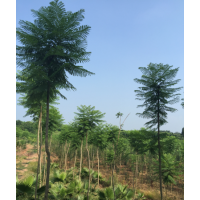 低價(jià)供應(yīng)3~6cm的藍(lán)花楹，給錢就甩！