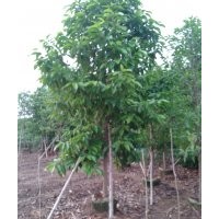 供應大量米徑3-20公分白蘭花（黃桷蘭）