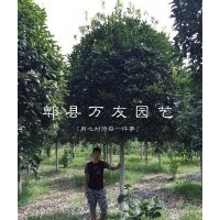 成都桂花|成都桂花哪家好|四川高桿桂花|成都桂花批發