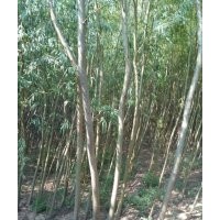 柳樹
