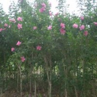 紅葉李、櫻花、木槿、黃櫨、紫荊、丁香