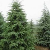 主營：雪松、廣玉蘭、蜀檜、龍柏、玉蘭、高桿女貞、紅葉石楠，大