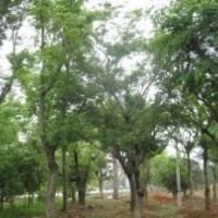 本公司長期大量供應(yīng)樸樹，質(zhì)優(yōu)價廉！