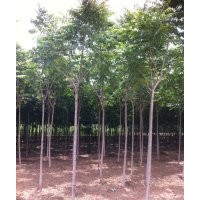 椿樹(shù)_椿樹(shù)價(jià)格_椿樹(shù)求購(gòu)_保定大漢綠洲園林批發(fā)