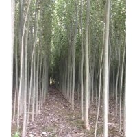 主要是新疆楊，紅柳，沙棘，沙棗苗，胡楊，國(guó)槐，黑枸杞