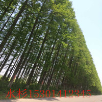 水杉樹(shù)價(jià)格 水杉樹(shù)苗