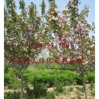 櫻花價(jià)格報(bào)價(jià)/江蘇產(chǎn)地櫻花價(jià)格報(bào)價(jià)