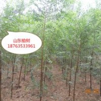 冠縣毛白楊基地，毛白楊工程苗，毛白楊小苗