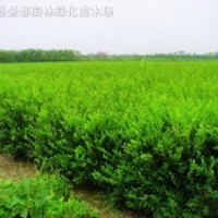 紅葉女貞、水臘、薔薇、迎春、連翹、側柏