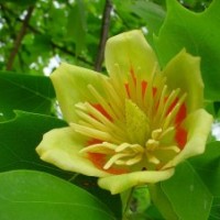 綠化喬木馬褂木，欒樹，紅葉李，紫薇（百日紅），紫荊