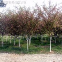 垂絲海棠、日本海棠、六月雪、桅子花、珊瑚、榆葉桃
