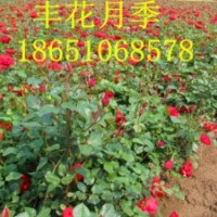 月季價格，豐花月季價格，月季哪里便宜，批發月季