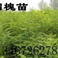 ★國槐小苗哪里有 1-15公分國槐 一年生優質國槐小苗